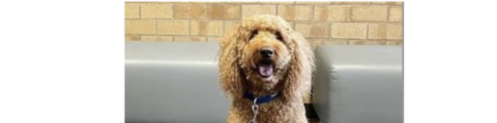 George the Goldendoodle sitting in front of a gray bench and tan brick wall