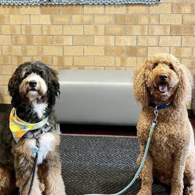 Bryzzo the Bernerdoodle and George the Goldendoodle sitting next to each other