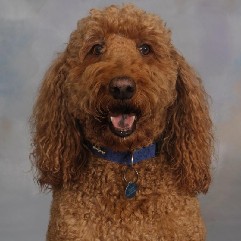 George the Goldendoodle's 2023 Class Picture