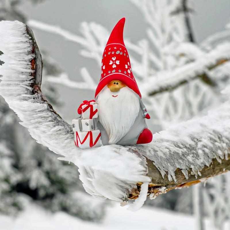 gnome in red hat with 3 presents on a snowy branch